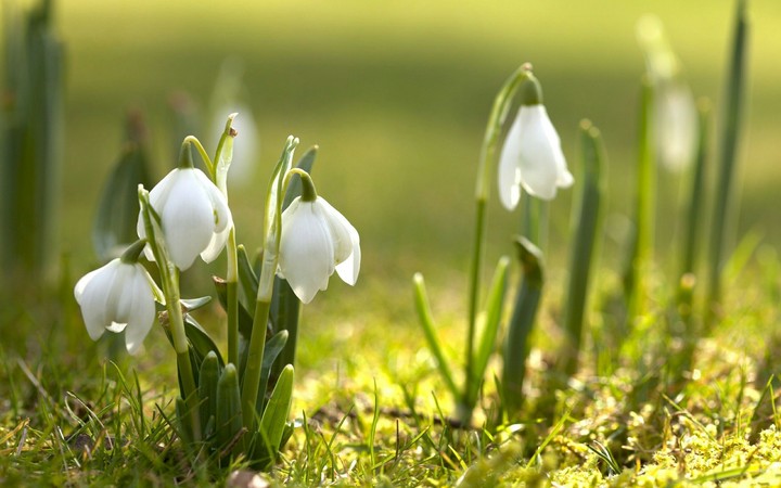 spring flowers
