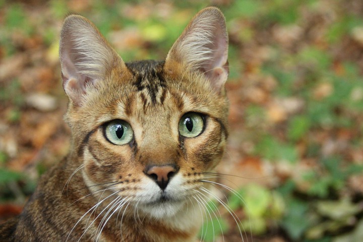 Bengal Cat