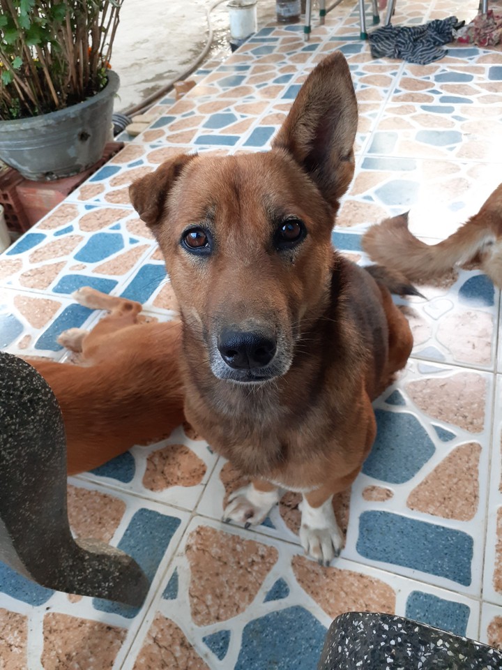 My Dog