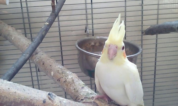 A parrot.