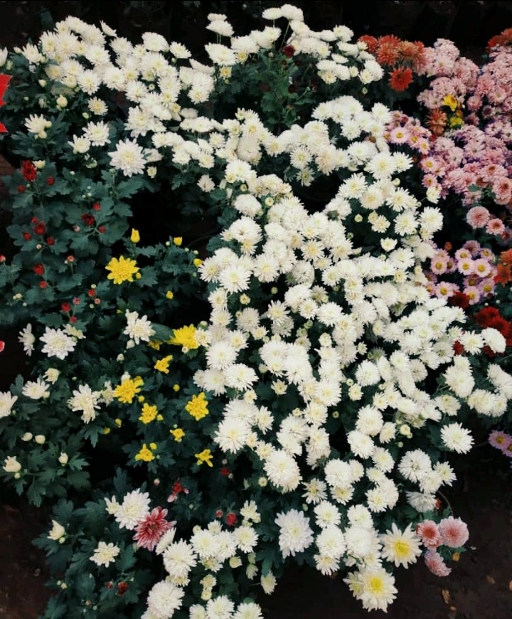 Flowers