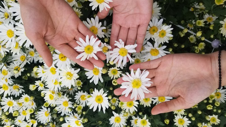 daisies