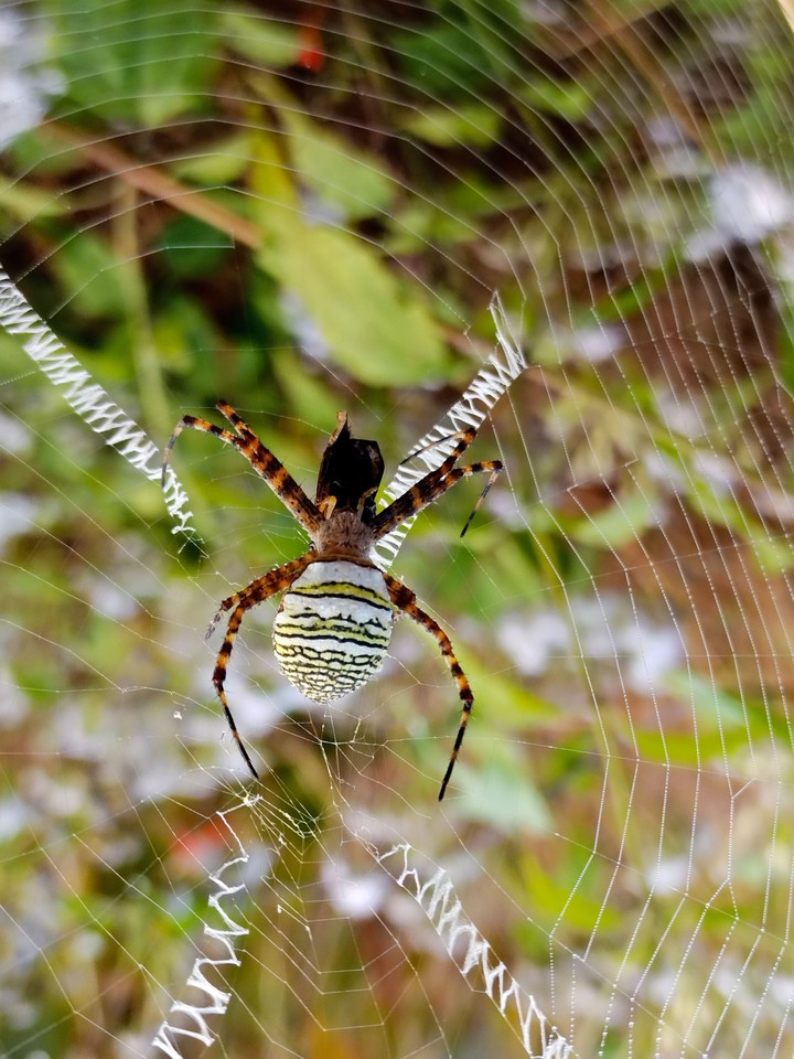 spider