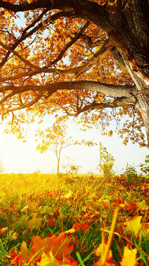 leaves,gold nature,sun rising,beaty of nature