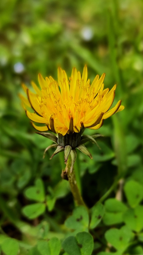 beautiful yellow flower