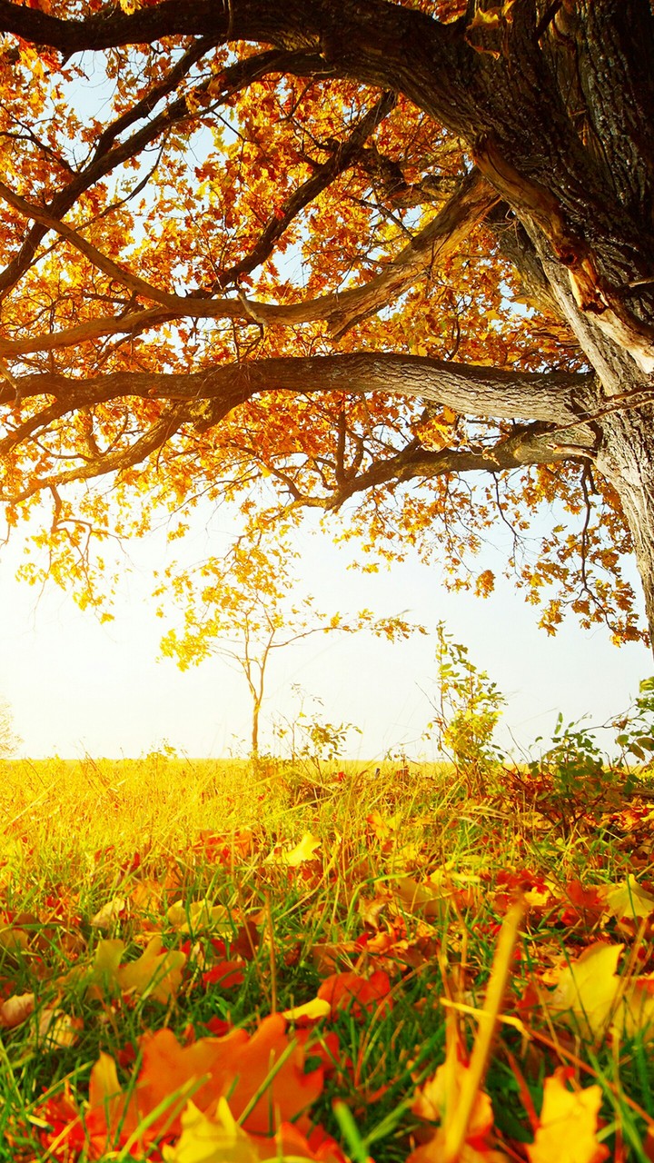 leaves,gold nature,sun rising,beaty of nature