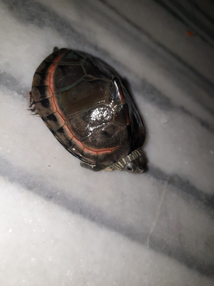 ??