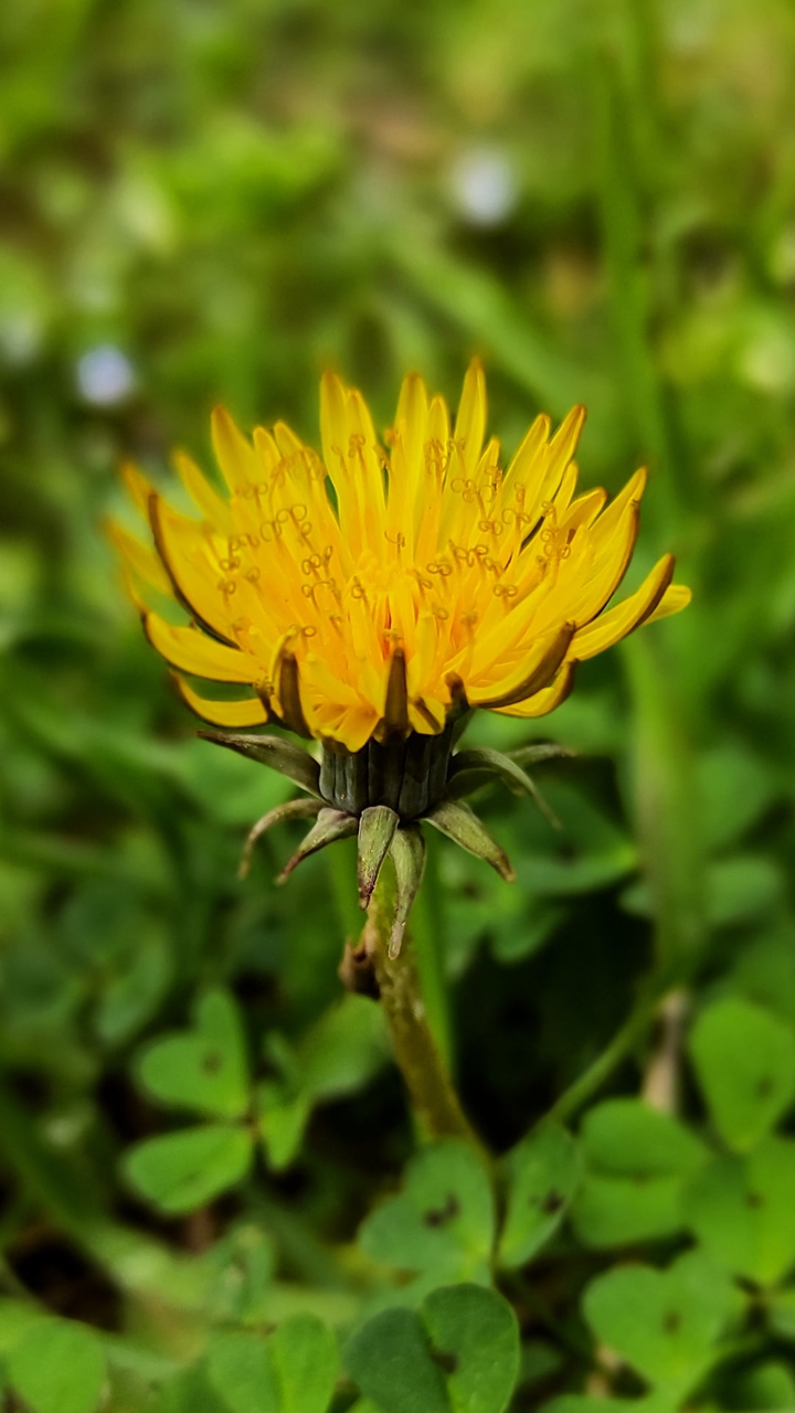 beautiful yellow flower