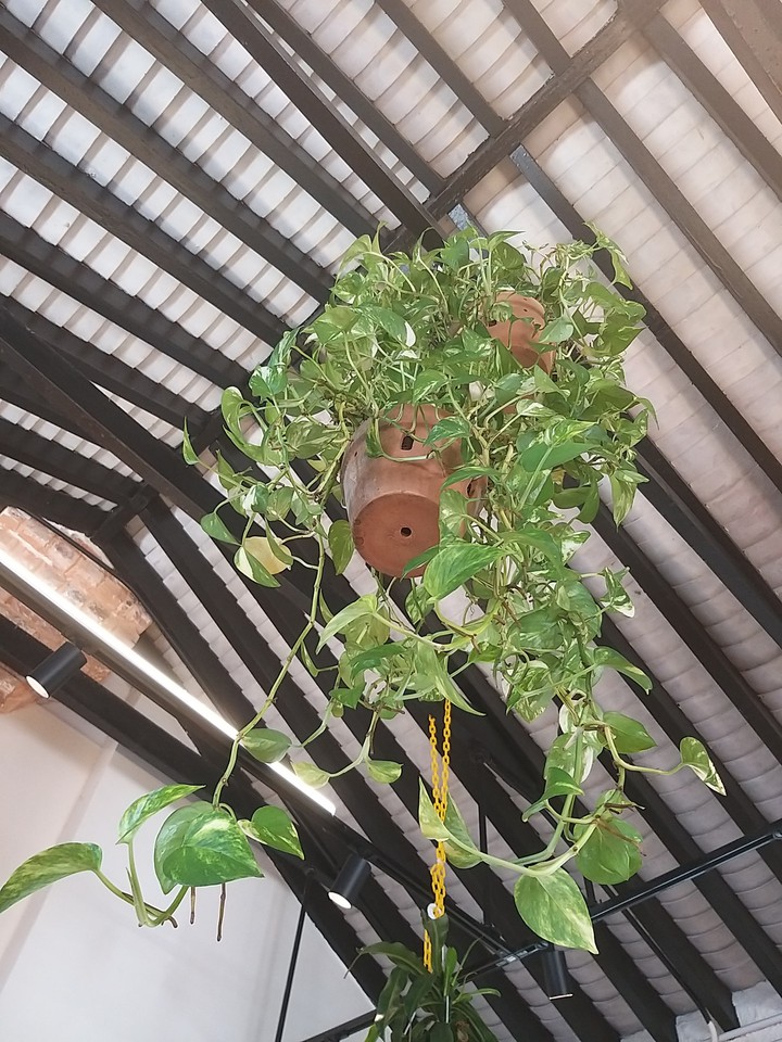 plants