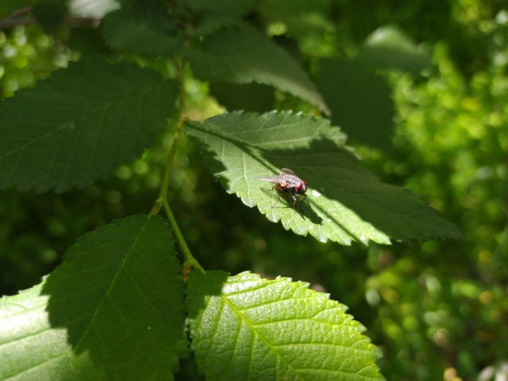 Nature