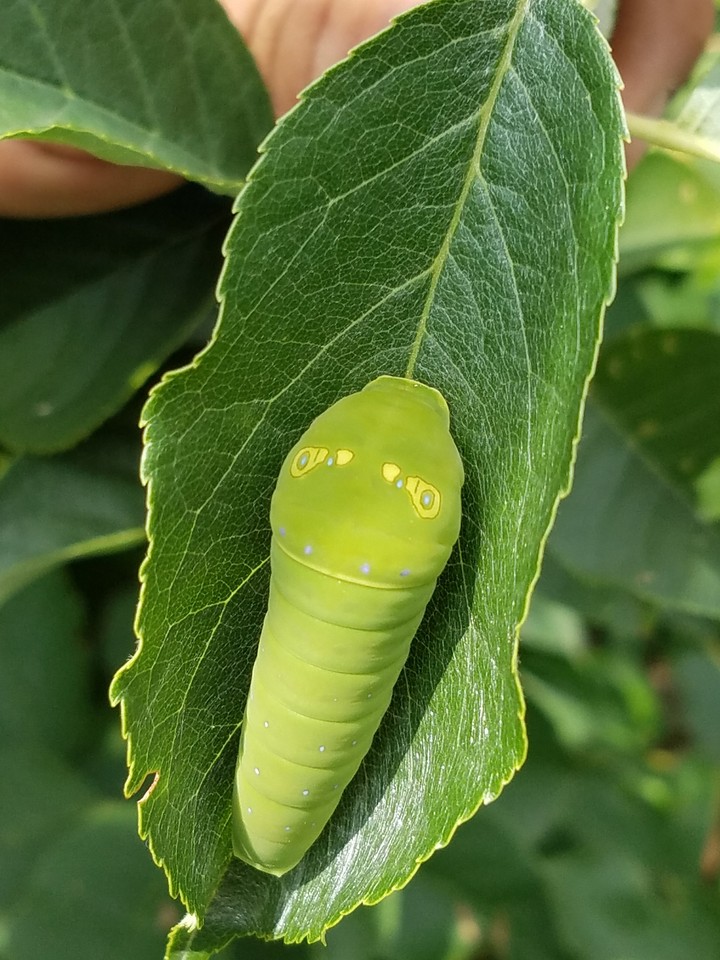 A catipiler on a leaf
