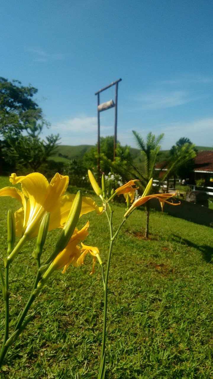 Lirio