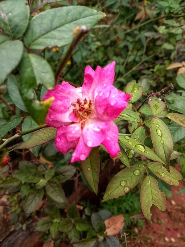 simple rose