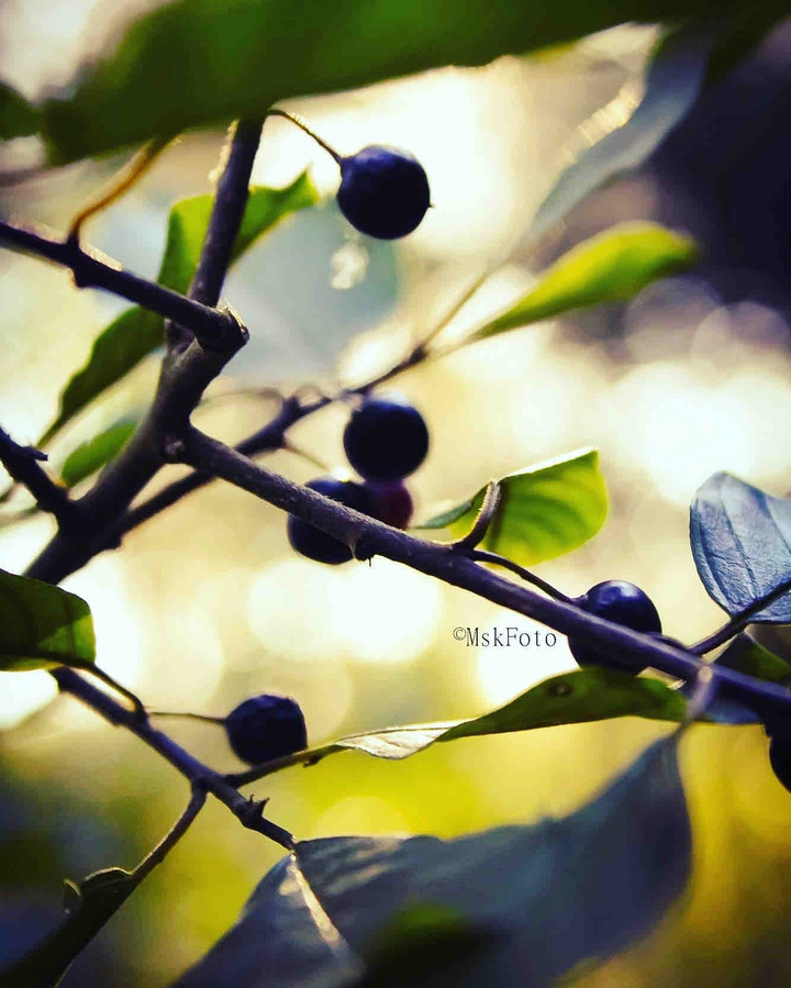 Berries