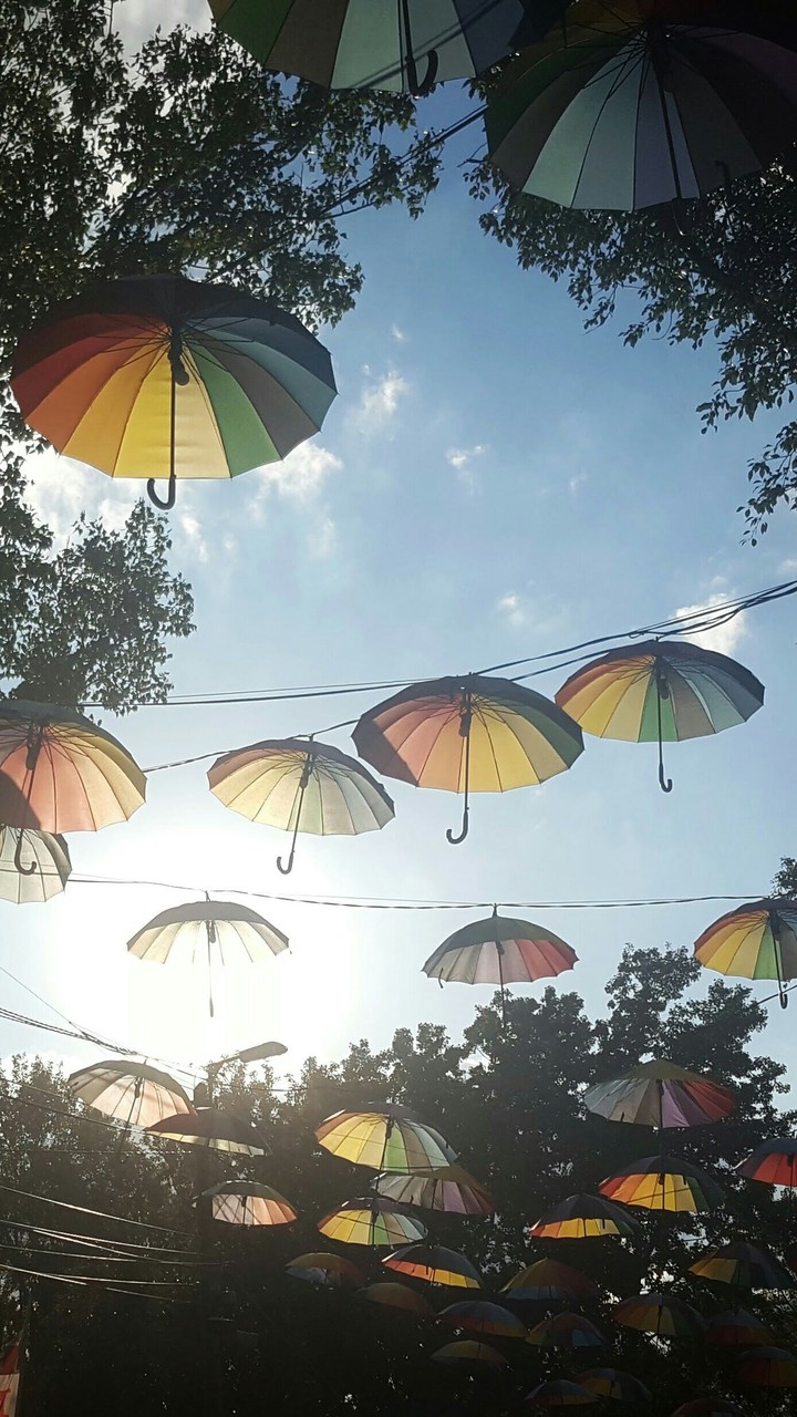 Festival Umbrellas