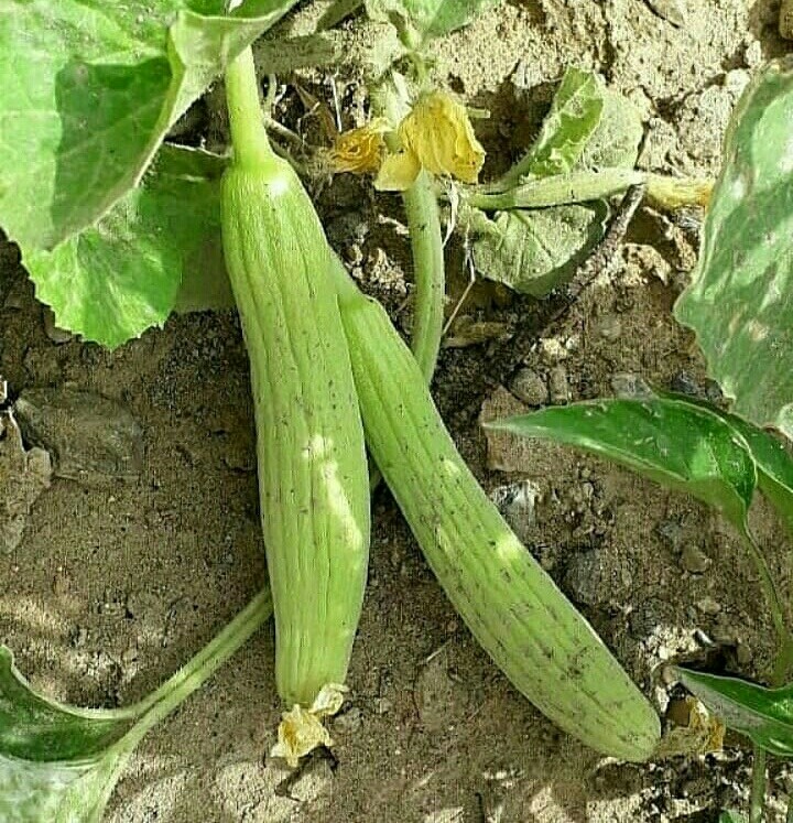 Cucumber