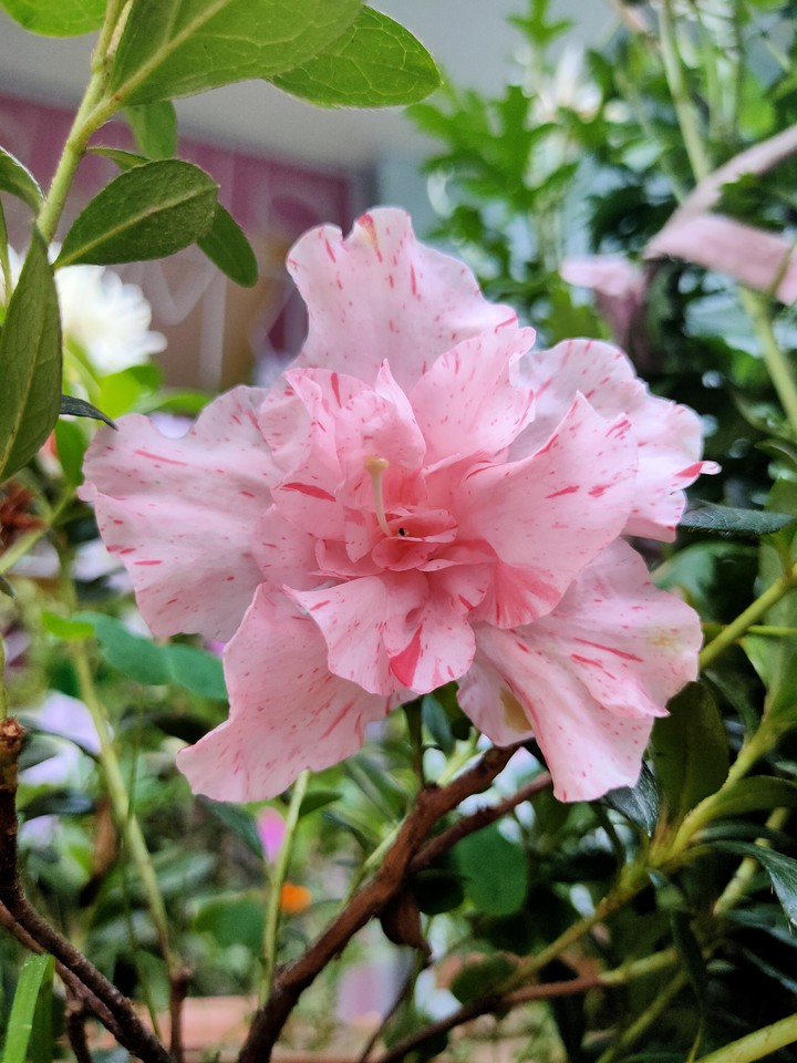 Beauty