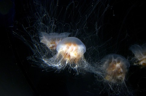 Science, cnidaria duvar kağıtları