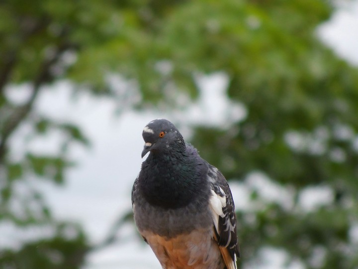 a very nice bird.