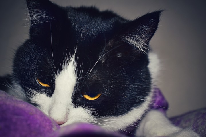 cat