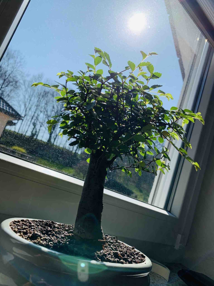 Bonsai