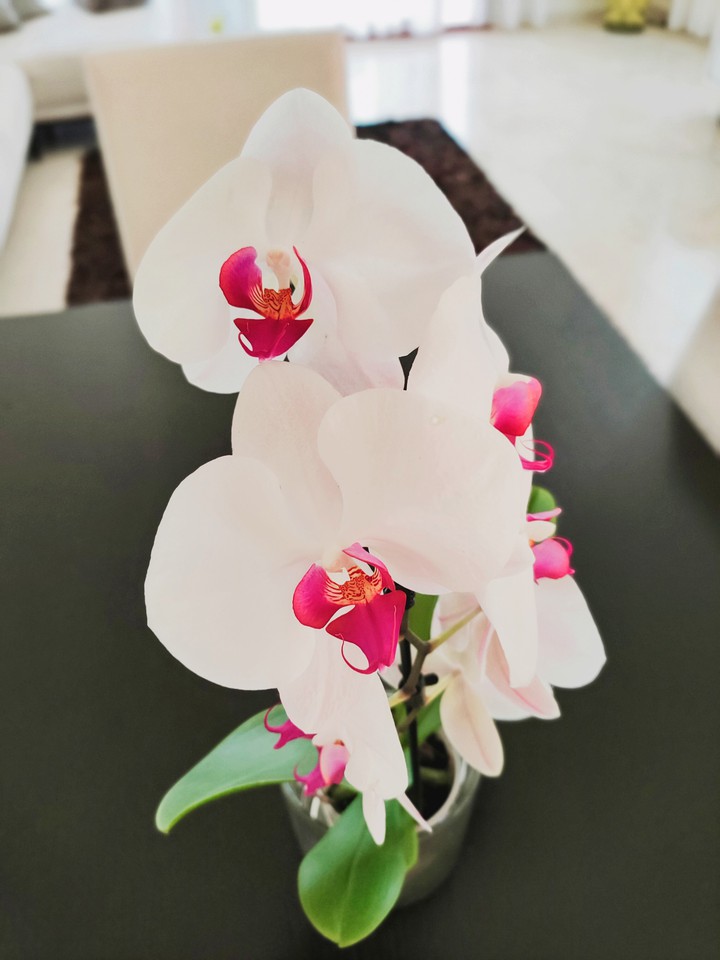 orchid white