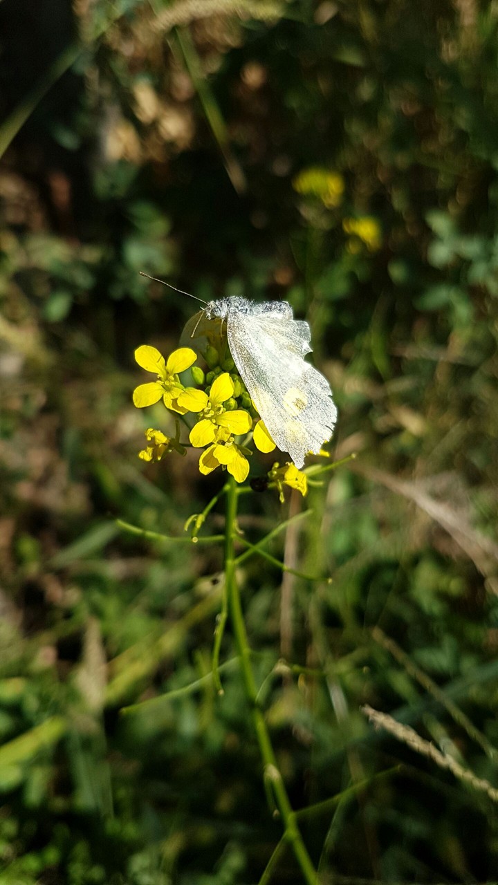 beautiful butterfly