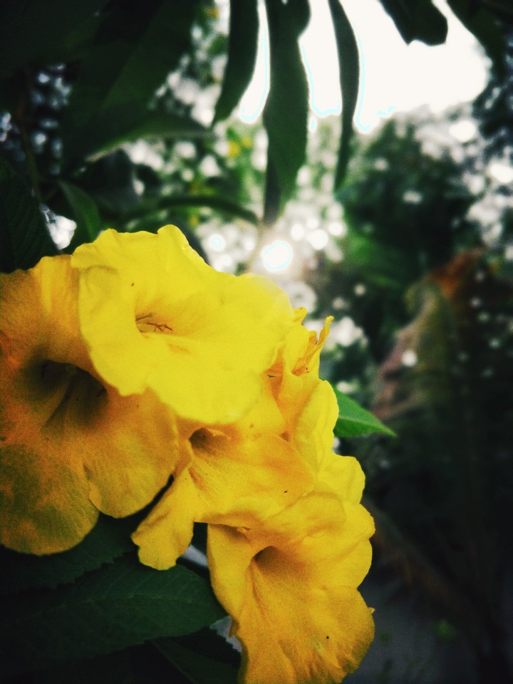 flower