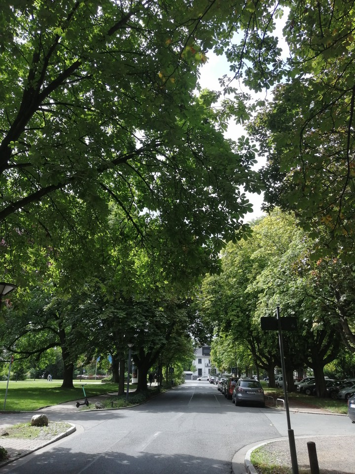 Trees at the street