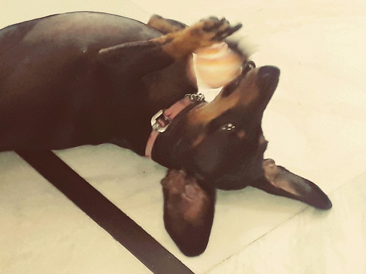 duchshund