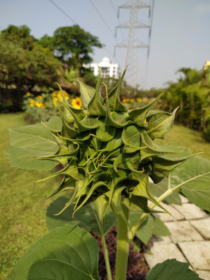 sunflower before opening up