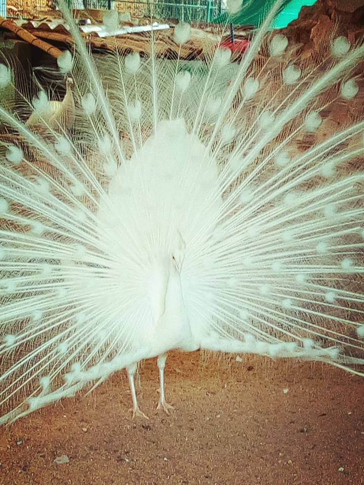 #peacock #birds #animals #nature