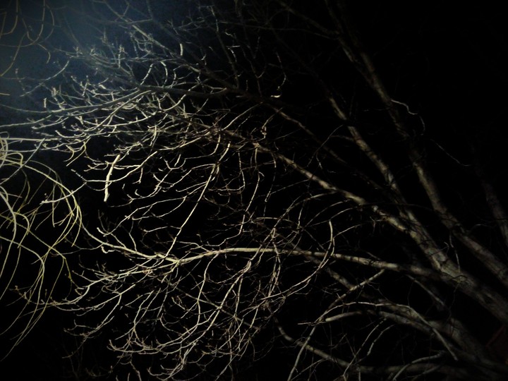 Branch