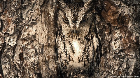owl in tree