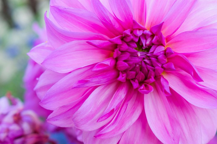 flower