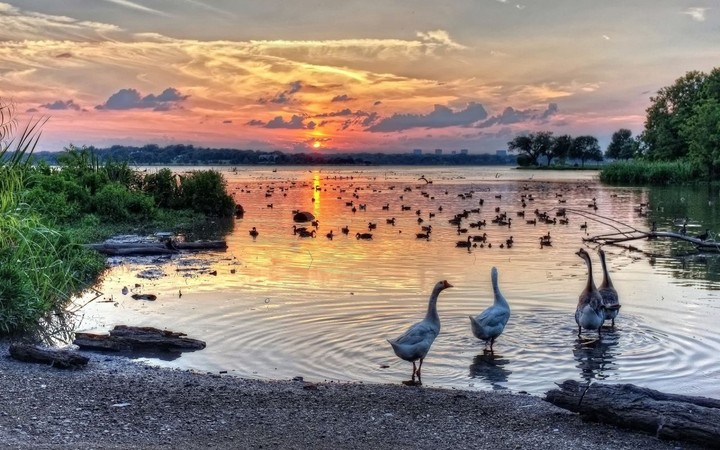 Geese at Sunset Bay at White Rock Lake in Dallas