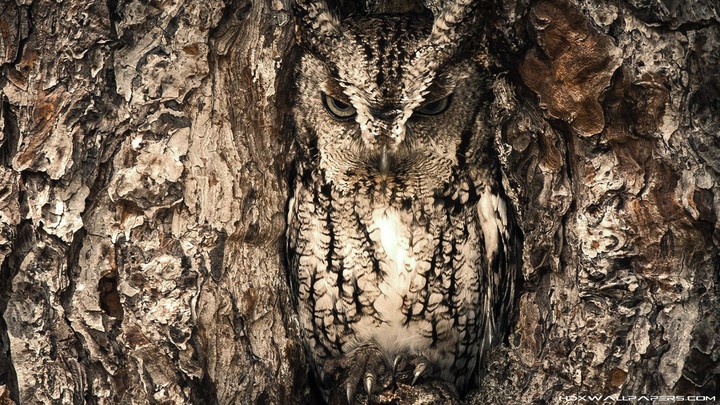 owl in tree