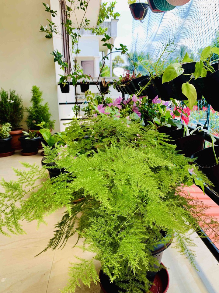 my Asparagus Fern