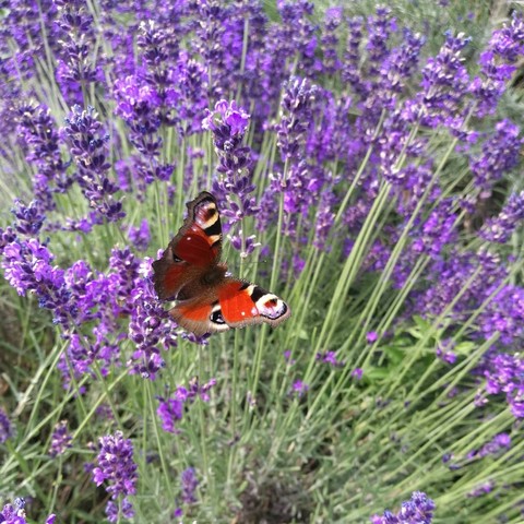 butterfly
