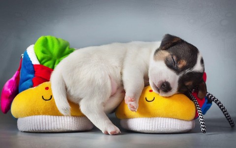 dog, animal桌布