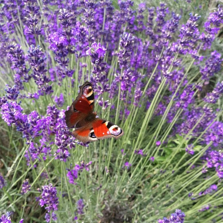 butterfly