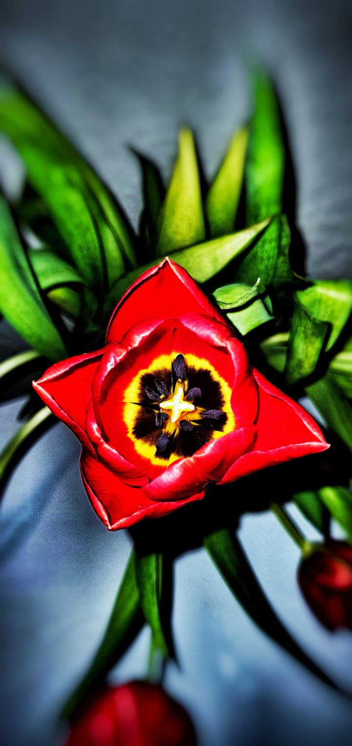 Rote Tulpen