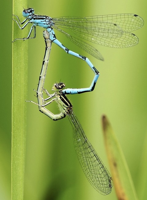 wing, damselflies achtergronden