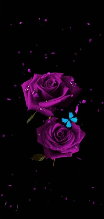 voilet rose