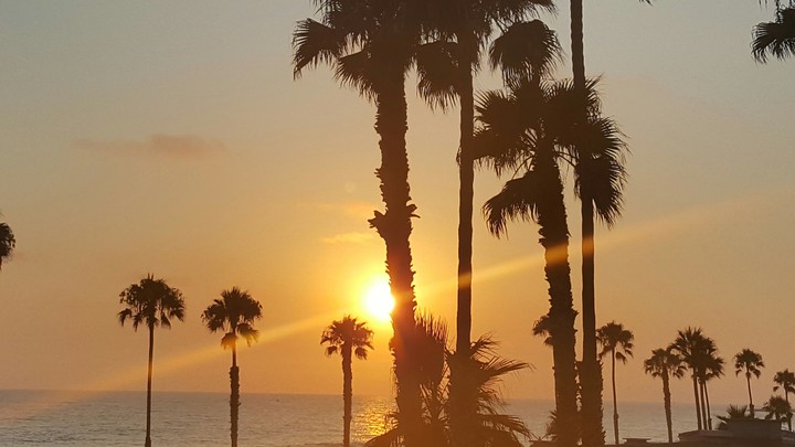 Palms