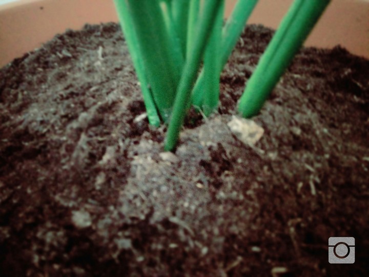 plant