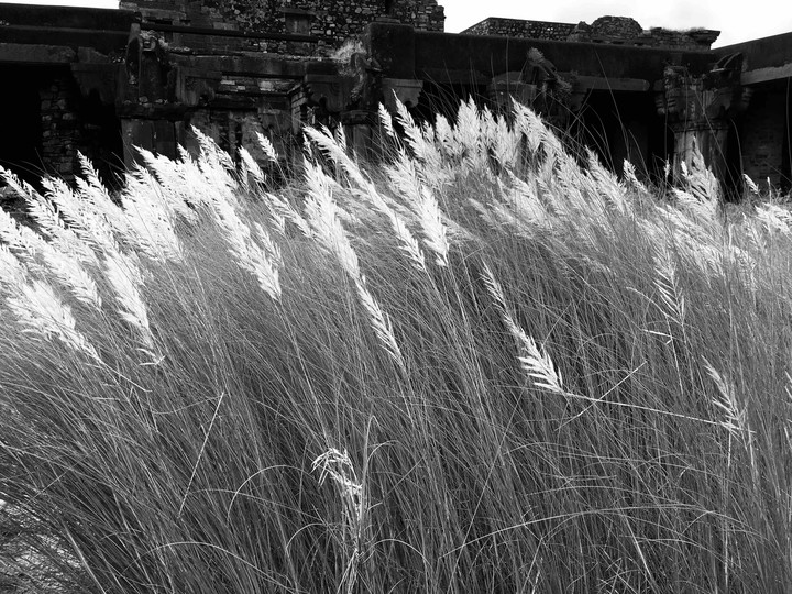 grass