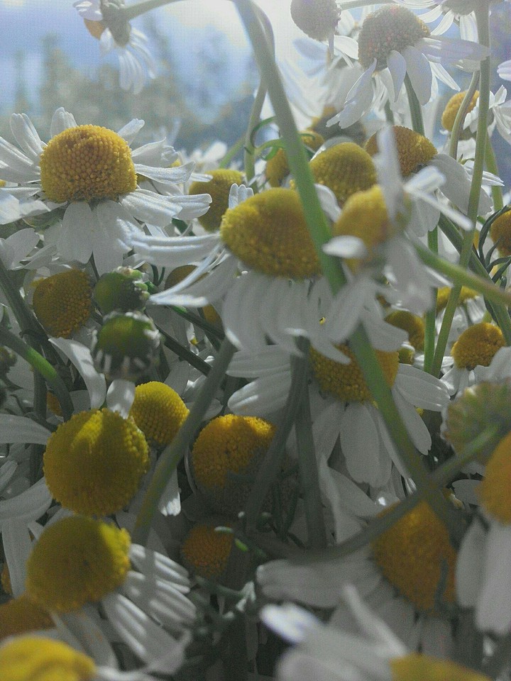chamomile\ромашки