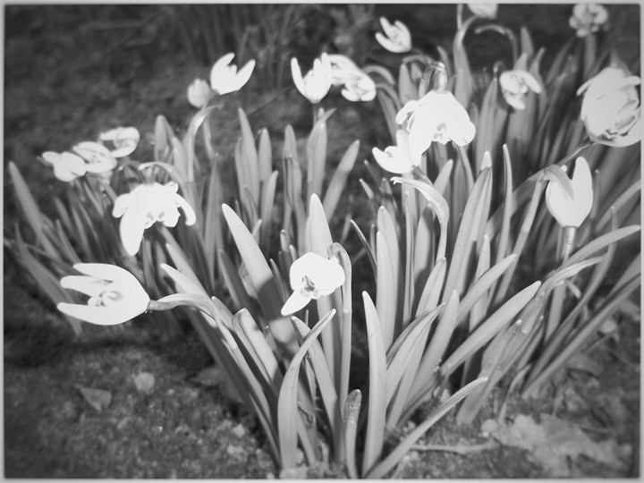 b/w