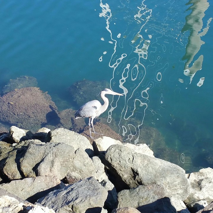 Bird on the Waterside